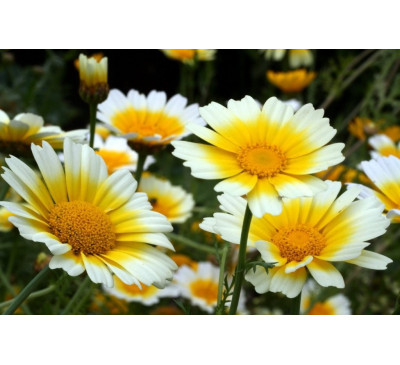Насіння хризантеми увінчаної, або хризантеми овочевої, або хризантеми салатної (Chrysanthemum coronarium) 
